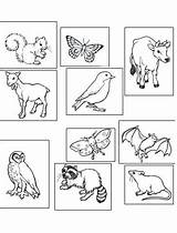 Nocturnal Animals Coloring Pages Animal Getdrawings Getcolorings sketch template