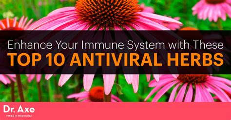 antiviral herbs boost immune system and fight infection dr