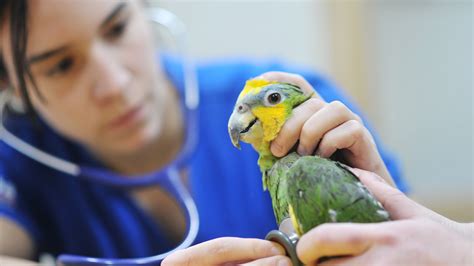 exotic pet vet missouri wellness info  pet parents