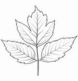Elder Box Coloring Leaf Categories sketch template