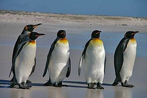 pinguine wikipedia