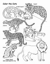 Coloring Cat Pages Big Family Getdrawings Exploringnature sketch template