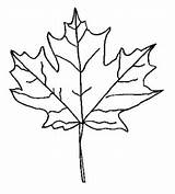 Maple Ausmalbild Ahornblatt Hoja Arce Autunno Twig sketch template