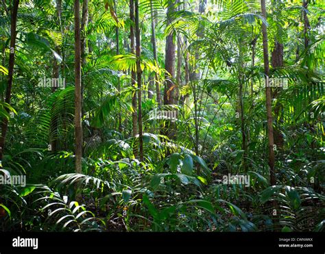 palms  lush vegetation  tropical monsoon forest fogg dam