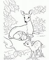 Deer Coloring Pages Baby Printable Family Colouring Kids Forest Adult Mule Drawing Print Rocky Animal Mother Animals Sheets Two Whitetail sketch template