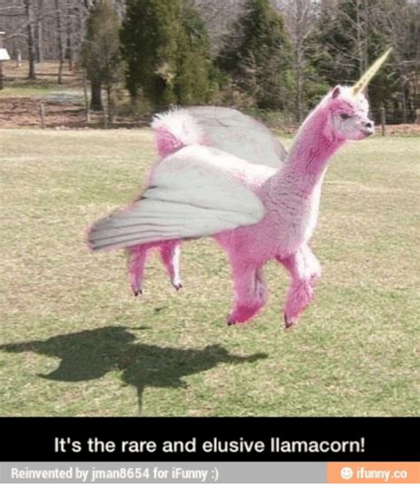 25 Best Memes About Llamacorn Vine Llamacorn Vine Memes