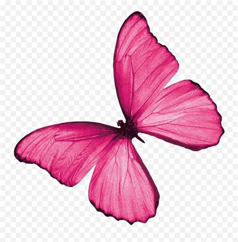 real pink butterfly png image pink butterfly pngreal butterfly png