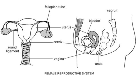 labeled diagram of the female reproductive system external and side