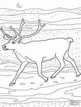 Caribou Coloring 1559 Deer Coloriages Peary Supercoloring Ausmalbild Karibu Justcoloringbook sketch template