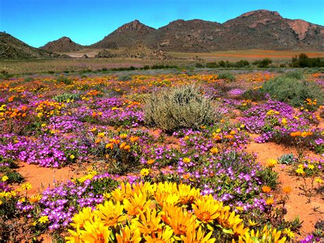 queenie parker blog flowers  season  january south africa namaqua national park south