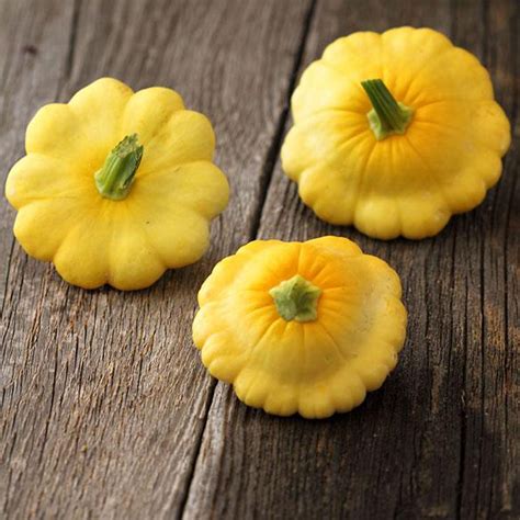 scallop yellow bush squash seed    seeds heirloom open