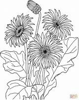 Daisy Coloring Pages Gerbera African Jamesonii Printable Drawing Daisies Flower Flowers Supercoloring Silhouettes Gif sketch template
