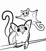 Sugar Glider Coloring Pages Gliders Drawing Svg Color Clipart Animal Sugarglider Template Silhouette Colouring Print Drawings Clip Printable Glidergossip Animals sketch template