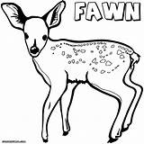 Fawn Coloring Drawing Deer Pages Getdrawings sketch template