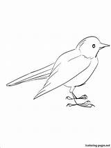 Blackbird sketch template