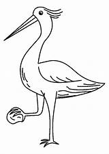 Airone Heron Garza Reiger Kleurplaat Reiher Imprimir Malvorlage Vogels Stampare Uccelli Educolor Schoolplaten Tekeningen Scarica Educima Herunterladen sketch template