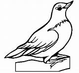 Coloring Robin Pages Birds Animals Coloringcrew Index sketch template