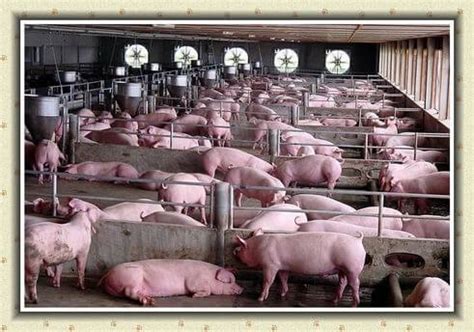start  pig farm business pig farming industry