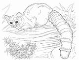 Realistic Raccoon Sheets Complicated sketch template