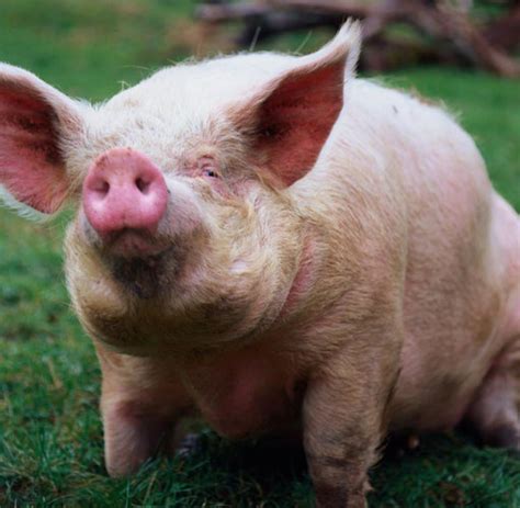 nutztierhaltung besseres fleisch von gluecklichen schweinen welt
