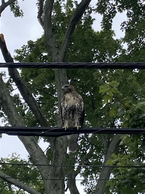 eric meyer css on twitter this morning s backyard visitor a juvenile