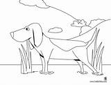 Perro Beagle Caza Dibujos Perros Chien Chasse Coloring Hellokids Retratos Paradibujar Dessins sketch template
