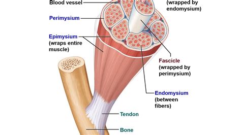 topic  muscular system dr basus easy anatomy physiology lecture
