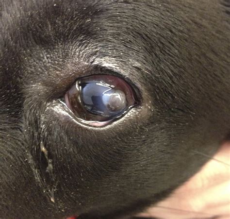 corneal ulcer  dogs  animal eye clinic