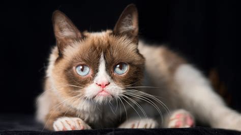 Grumpy Cat A Look Back At The Internet Star S Best Memes