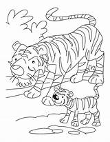 Tiger Coloring Cub Pages Cubs Mother Kids Popular sketch template