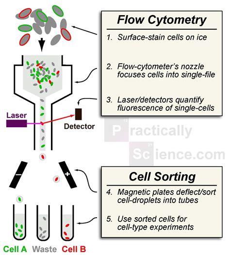 flow cytometry ideas  pinterest hematology blood cells  medical laboratory