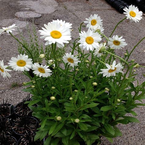 onlineplantcenter  gal dwarf white snowcap shasta daisy plant lg