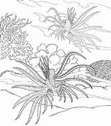 Plants Ocean Coloringareas Kaynak Desenler Dover sketch template