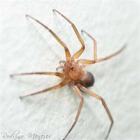 spider aranha mais uma aranha encontrada aqui em casa  p flickr