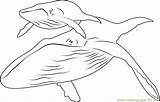 Whale Humpback Whales Coloringpages101 sketch template