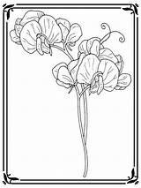 Pea Sweet Coloring Flower Template sketch template