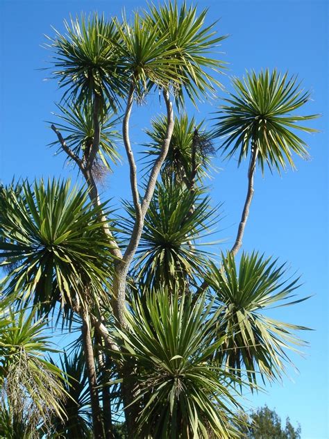 cabbage tree  photo  freeimages