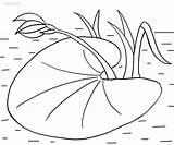 Seerosenblatt Ausmalbild Lilies Pads Cool2bkids Lilypad Tuk Druckbare Plantas sketch template