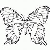Drawing Animals Pages Butterfly Coloring Ulysses Drawings Printable Animal Line Color Print 3d Kids Sheets Clipart Adult Outline Template Gif sketch template