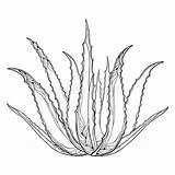 Aloe Vera Vector Plants Plant Outline Illustrations Clip Drawing Background Leaf Medicinal Coloring Template Pages Sketch sketch template