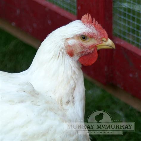 Mcmurray Hatchery Jumbo Cornish X Rock Backyard Chicken Coops Chickens
