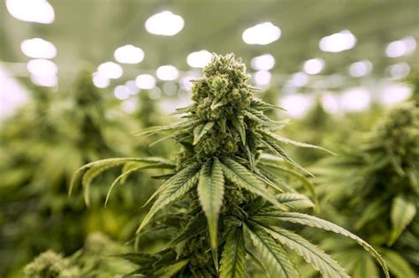 illicit marijuana sales    states   legal  point