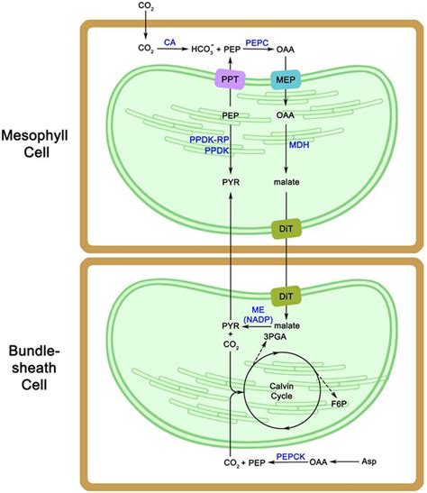 schema   photosynthetic pathway  miscanthus  cells types mc  scientific