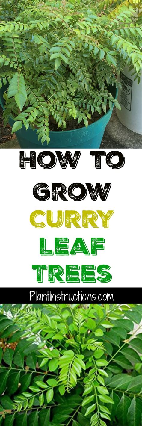 grow curry leaf plants plant instructions