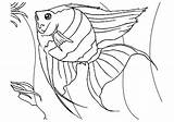Angelfish Ikan Mewarnai Ambush Predators sketch template