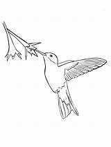 Coloring Pages Hummingbird Birds Hummingbirds Recommended sketch template