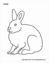 Hare Printable Coloring Pages Firstpalette Arctic Templates Animals Color sketch template
