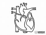 Heart Coloring Pages Anatomy Printable Worksheets Themes Science sketch template