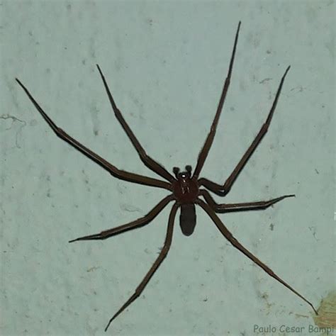 insetologia identificacao de insetos aranhas  rio grande  sul