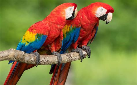 el guacamayo rojo quiere volver  reinar en honduras  repoblar